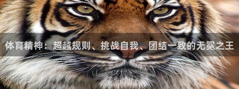 www.杏鑫体育.com